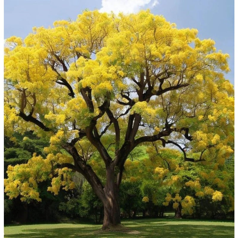200Pcs Ideal for novice planting Golden Wattle Seeds build impressive ornamental corners in private large outdoor areas