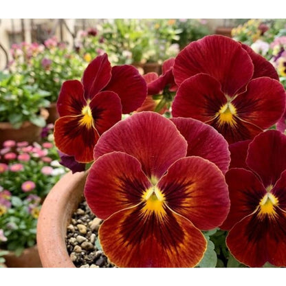 110pcs Pansy Seeds Easy To Grow For Cool Season Garden Planting