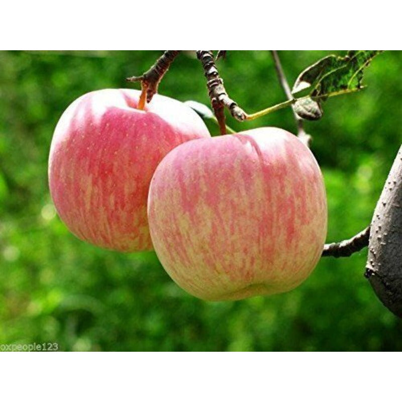 50pcs Ornamental Fruit Tree Accents with Apple Tree Seeds for Landscape