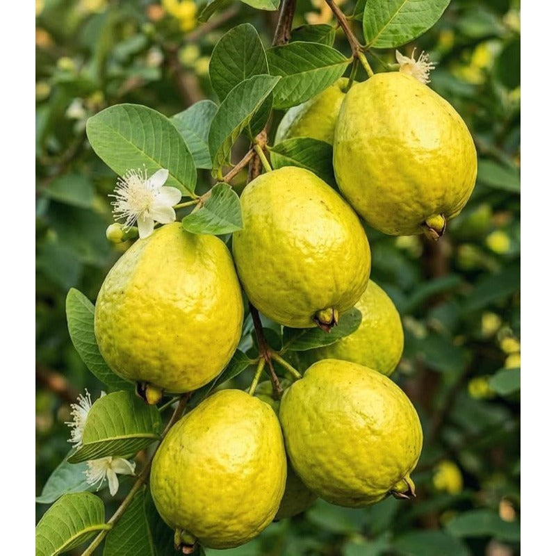 88Pcs Guava Seeds pair well with low ornamental plantings to enrich multi-layered courtyard landscape structure