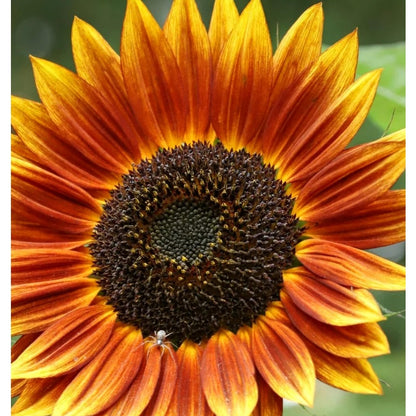 98Pcs Sunflower Seeds Perfect for beginner sowing adapt well to container cultivation and in ground garden placement