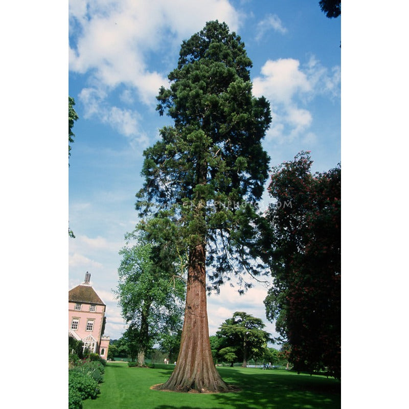 86Pcs Redwood Tree Seeds pair beautifully with ornamental shrubs to enrich multi layered landscape structure