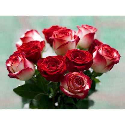150pcs Red White Rose Color Rose Seeds for Planting, Non-GMO Ground Cover Flower Seeds, Heirloom Garden Flowers in Outdoors