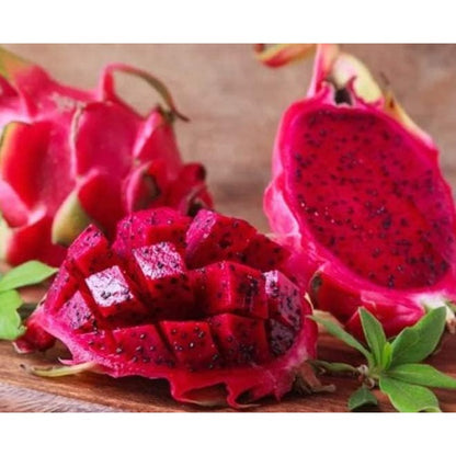 86Pcs Dragon Fruit Seeds Fit for home planting hold consistent seasonal growth cycles for lasting landscape ornamental value