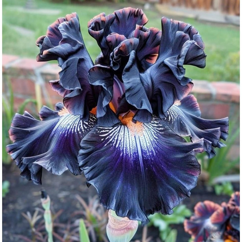 100pcs Shade Tolerant Flowers Iris Seeds Partial Shade Adaptable For Yard Spaces Simple To Plant