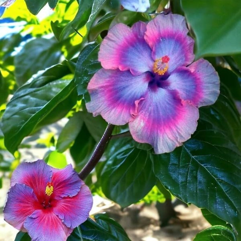 100pcs Mix Colors Giant Hibiscus Seeds - Non-GMO Heirloom Variety - Vibrant Blooms for Your Flourishing Garden