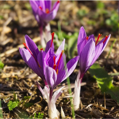 100pcs Rapid Growth Hardy Perennial seeds with Saffron Seeds for Home Gardening