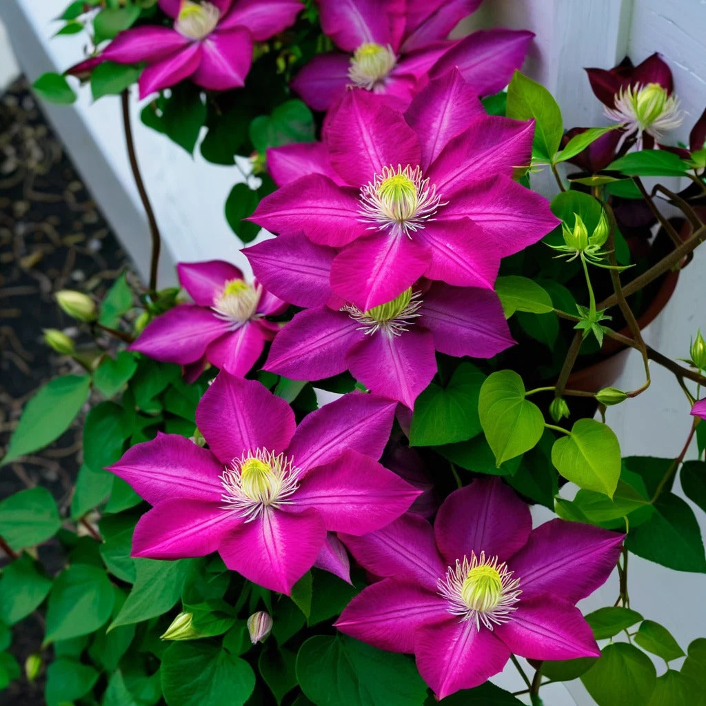 100pcs Clematis Seeds Bloom Climbing Perennial Flowers Seed Flower Vine Climbing Perennial