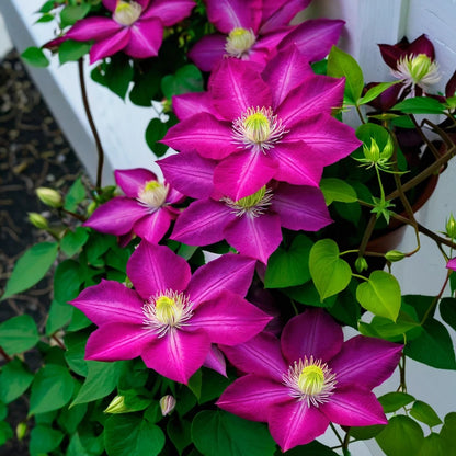 100pcs Clematis Seeds Bloom Climbing Perennial Flowers Seed Flower Vine Climbing Perennial