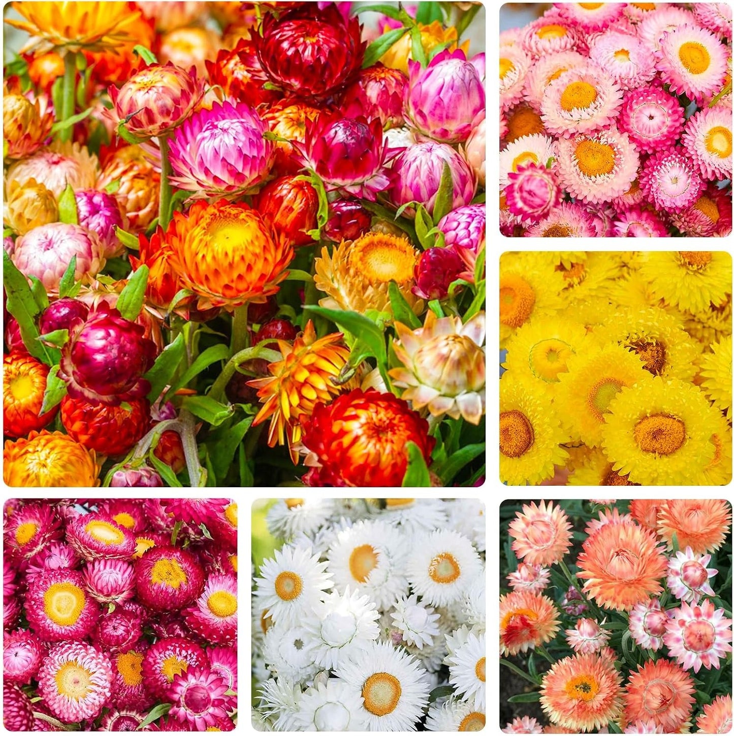 150 seeds Strawflower Silvery Rose +gift