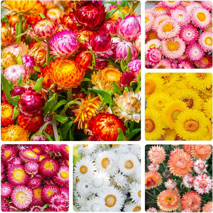 150 seeds Strawflower Silvery Rose +gift