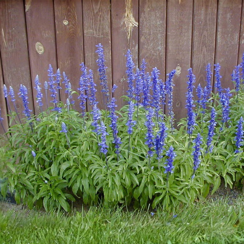 200pcs Blue Sage Seeds Friendly for new gardeners grow into full upright clumps with delicate seasonal bloom formation
