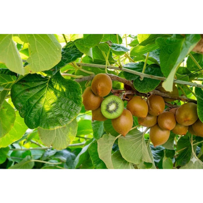 185Pcs Fast To Germinate Kiwifruit Seeds Enhances Garden Biodiversity With Lush Foliage