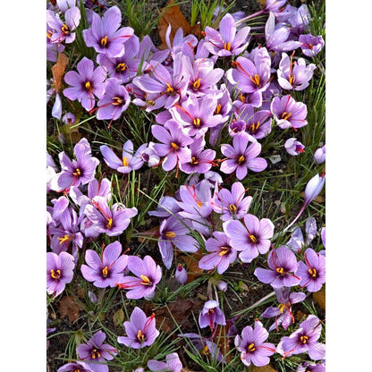 98Pcs Saffron Crocus Sativus Seeds Fall Blooming Purple Flower Beauty