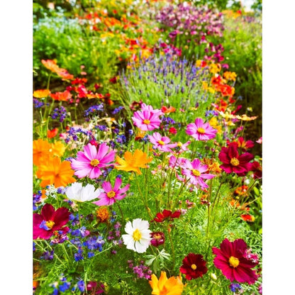 900Pcs Mix Wildflower Seeds simple to grow for yard blank filling, wild garden styling and large leisure space layout