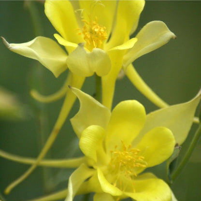 200pcs Yellow Columbine Flower Seeds Non GMO Heirloom, Perennial for Planting Shade & Woodland Gardens Outdoors