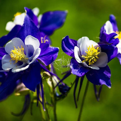 200pcs Columbine Seeds Perennial Non-GMO Flower Seeds That Attract Hummingbirds, Bees & Butterflies for Gardens, Borders, Cut Flowers & Pollinator Beds