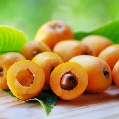 10Pcs Loquat Seeds Easy to Maintain ideal for long-term fixed planting in courtyard accent spaces and garden open areas