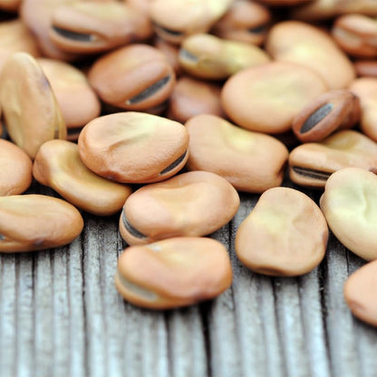 5pcs Fava Bean Seeds for planting in residential home garden areas and private spacious planting plots