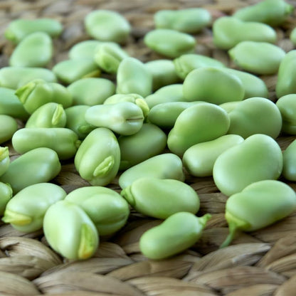5pcs Fava Bean Seeds for planting in residential home garden areas and private spacious planting plots