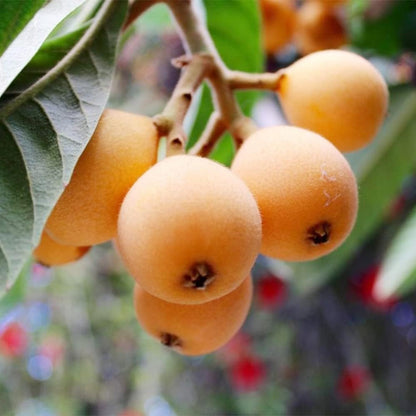 10Pcs Loquat Seeds Easy to Maintain ideal for long-term fixed planting in courtyard accent spaces and garden open areas