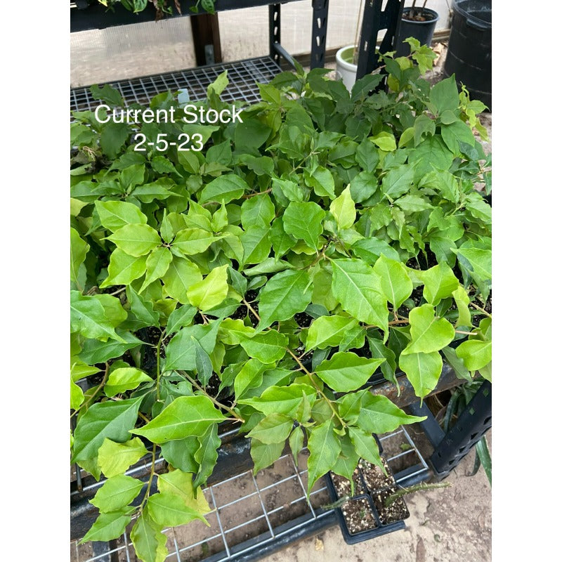 150 Bougainvillea Seeds Friendly for new gardeners grow into full sprawling climbing form with steady seasonal foliage and flower renewal features