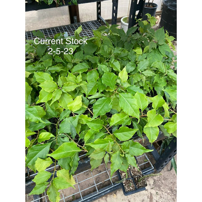 150 Bougainvillea Seeds Friendly for new gardeners grow into full sprawling climbing form with steady seasonal foliage and flower renewal features
