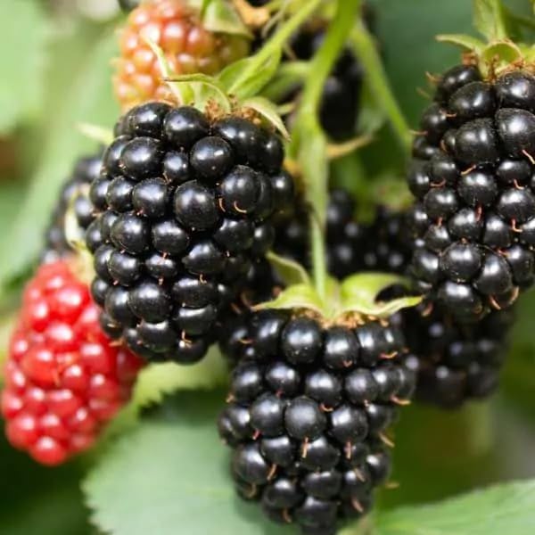 198Pcs BlackBerry Seeds for Planting - Non-GMO Seeds Plant for Garden Outdoor - Sweet,Healthy Fruit