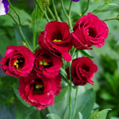 100Pcs Lisianthus Seeds adapting well to full sun and mild sheltered outdoor growing conditions