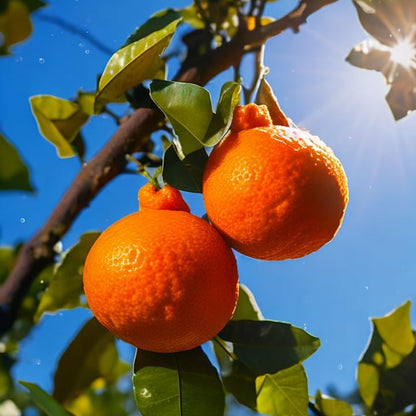 46Pcs Orange Tree Seeds Develop Graceful Tree Structure That Enhances The Overall Aesthetics Of Backyard Areas