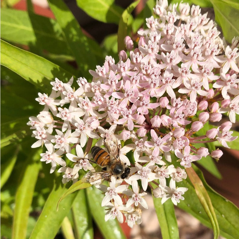 200pcs Suitable for beginner planting Milkweed Seeds flourish in loose well drained soil suited for home garden cultivation