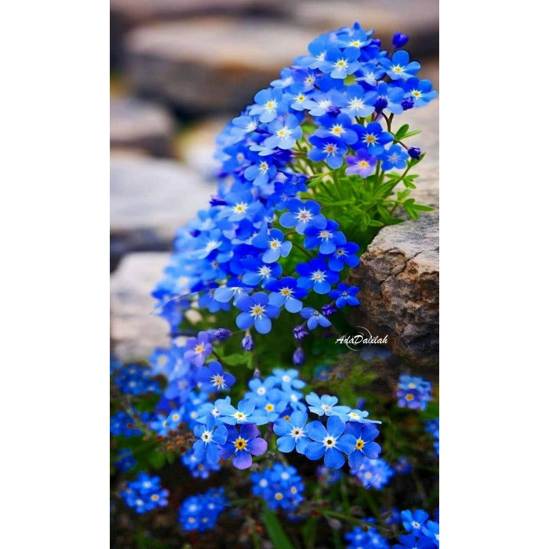 480Pcs Forget Me Not Seeds Blue Spring Flowers for Shade Gardens