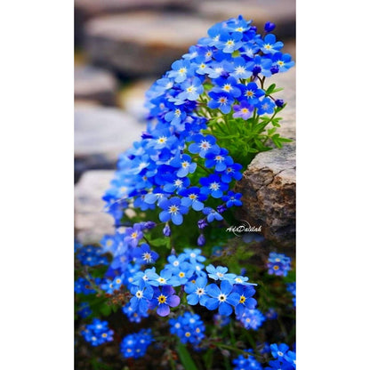 480Pcs Forget Me Not Seeds Blue Spring Flowers for Shade Gardens