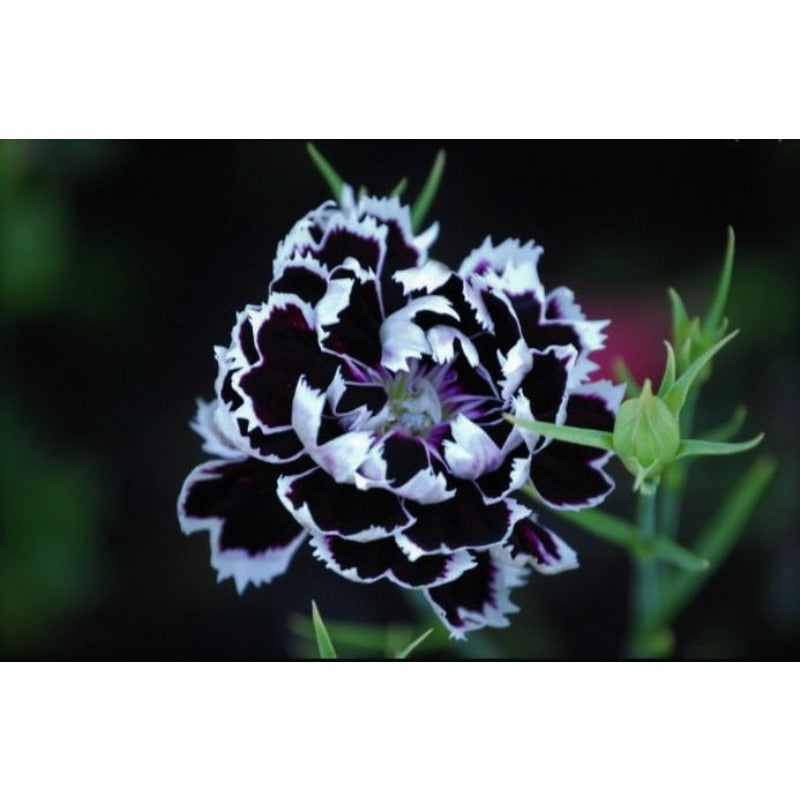 436Pcs Ideal for novice planting Dianthus Seeds build delicate low ornamental nooks in private outdoor garden areas