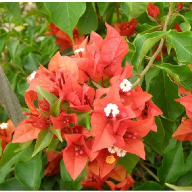 150 Bougainvillea Seeds Friendly for new gardeners grow into full sprawling climbing form with steady seasonal foliage and flower renewal features