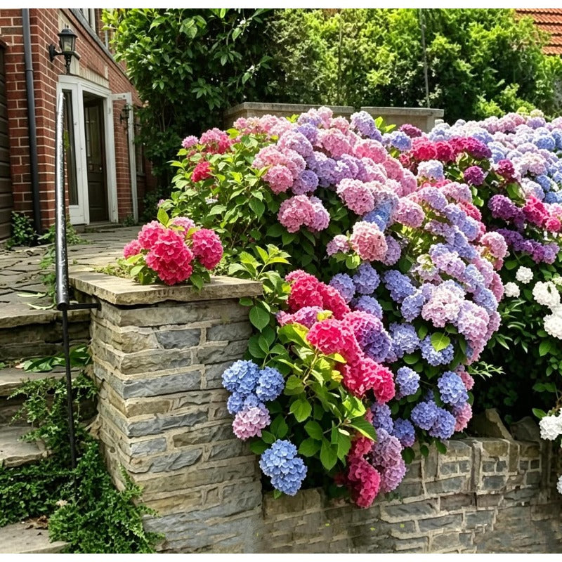 50Pcs Big Hydrangea Seeds Perennial Hardy Garden Shrub Bloom Flower Seed Flowers