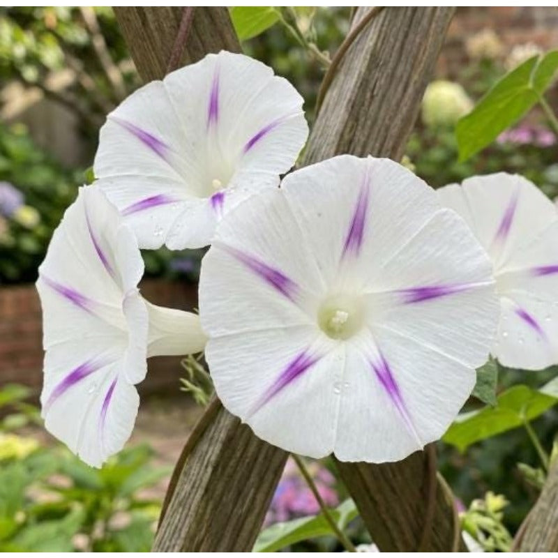 100pcs Tricolor Morning Glory Seeds Unique Blue Pink Splash Climbing Vine Gift