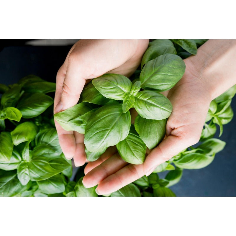 500pcs Novice Approved Basil Seeds for planting in residential landscape areas and private patio planting plots