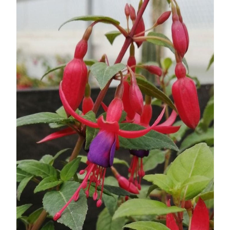 100pcs Lush Growing Bushy Compact Growth with Fuchsia Seeds for Patio fuchsia seeds fuchsia seeds for planting fuchsia seeds for hanging baskets