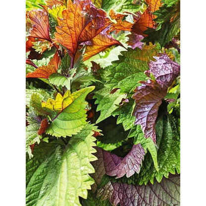 100 Pcs Seeds for Planting Red Perilla Herb Seed to Plant Garden