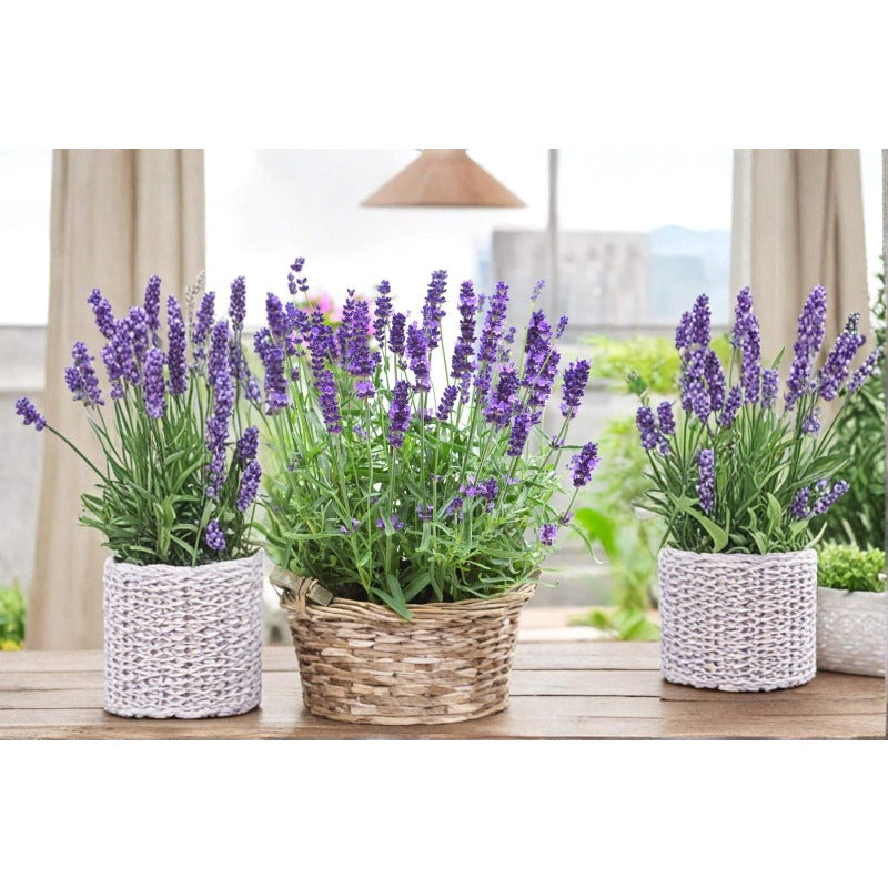 1000pcs Lavender Seeds Simple To Plant For Outdoor Landscape Growing
