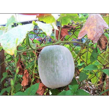 30pcs Novice Approved Winter Melon Seeds for planting in residential home garden areas and private spacious planting plots