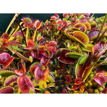 291Pcs Perfect For Adding Living Decor To Work Spaces Venus-Fly-Trap Seeds Easy To Grow With Visually Intriguing Traps
