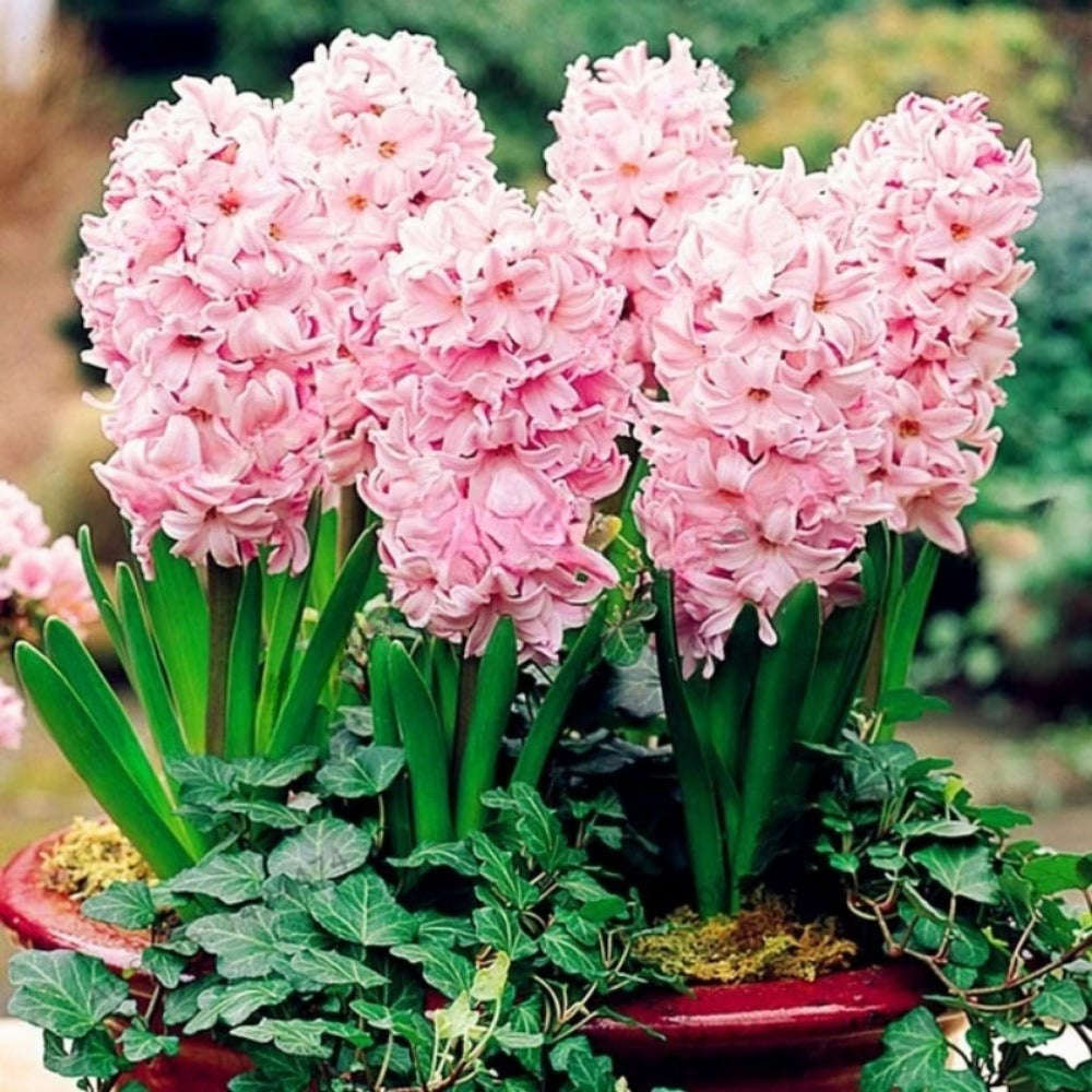200pcs Hyacinth Seeds Fragrant Flowering Plant Seeds For Outdoor Garden Planting Easy To Grow