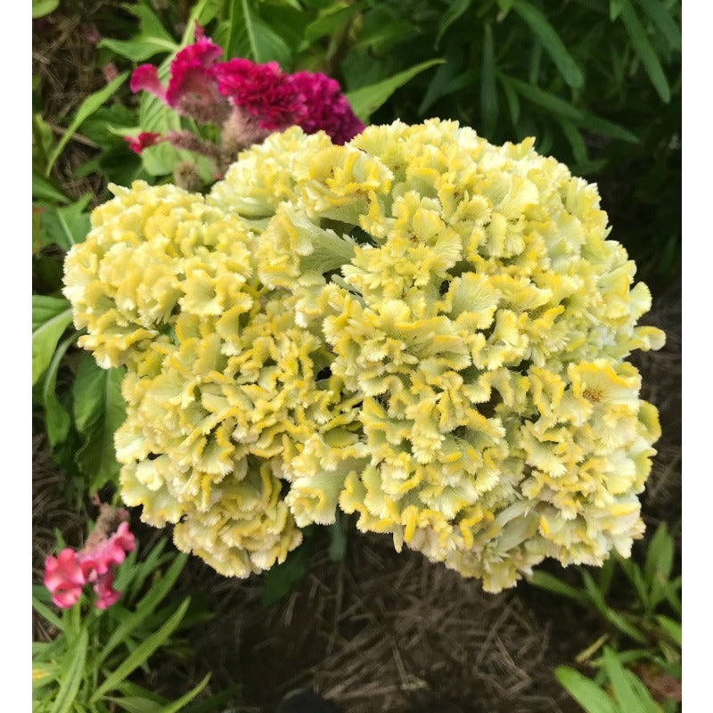 200pcs Mixed Celosia Seeds- Brain Celosia argentea, Heirloom Summer Annual