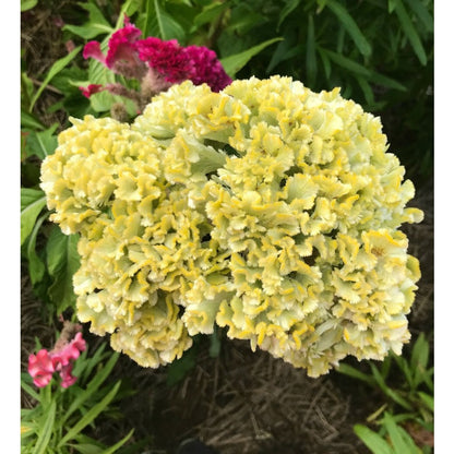 200pcs Mixed Celosia Seeds- Brain Celosia argentea, Heirloom Summer Annual