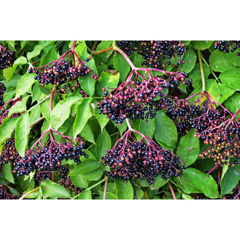 200Pcs Elderberry Seeds Friendly For New Growers With Reliable Germination And Stable Vigor