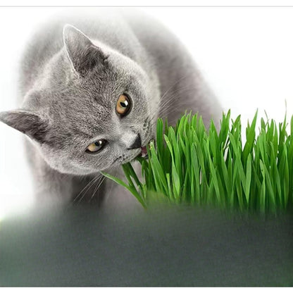 98Pcs Beginner Approved Cat Grass Seeds simple to grow in small decorative pots, desktop planters and indoor display spots