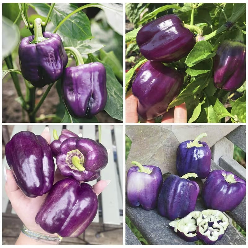 200pcs Pepper Seeds Friendly for new gardeners grow into full neat rounded bushy clumps with steady seasonal development
