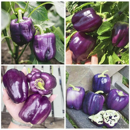 200pcs Pepper Seeds Friendly for new gardeners grow into full neat rounded bushy clumps with steady seasonal development